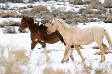 wild horses