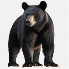 Fototapeta premium Asiatic Black Bear full body image with white background ultra realistic