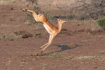 impala in the savannah