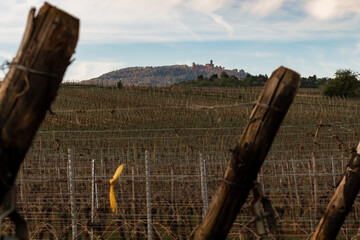 Le château du Haut-Koenigsbourg vu depuis le vignoble de la plaine d'Alsace, CEA, Alsace, Vosges...