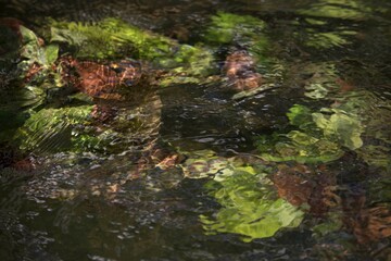 Textura de folhas no Rio São Francisco, em Pernambuco