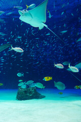 水族館　水槽の中を気持ちよさように泳ぐ魚たち © FURISHO