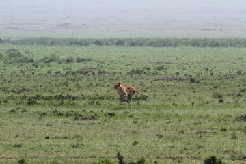 Lioness jumping high, chasing a warthog, that is called savana express in Kenya