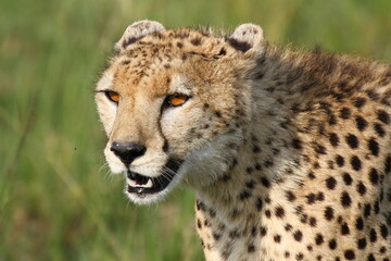 Obraz na płótnie Canvas Cheetah female closeup with moutn open, lookingro the right