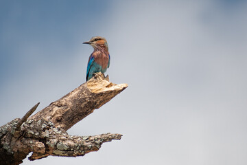 lilac breasted roller on a branch