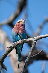 Fototapeta premium lilac breasted roller on a branch