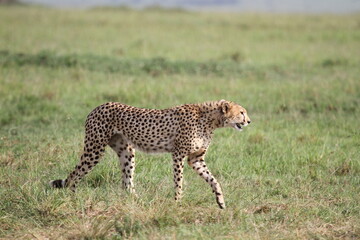 Cheetah walking through high greeb grass looking into camera