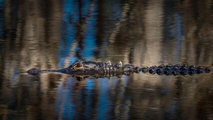 A lone American Alligator in a swamp in Southwest Florida USA