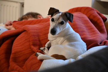 Jack Russell Terrier
