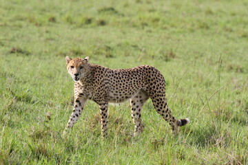 Cheetah walking through high greeb grass looking into camera