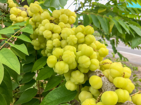 Abstract process photo of Star gooseberry (Otaheite gooseberry) has sour and sweet tasty which has another common names Otaheite Gooseberry, Chermai (Phyllanthus acidus) 