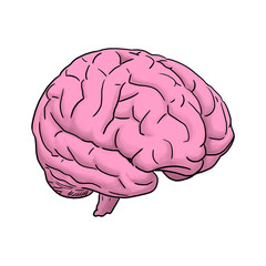 human brain illustration