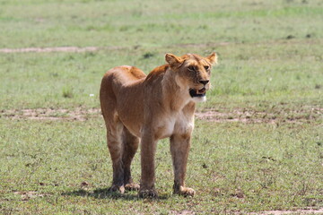 Lioness breathless after an unsucessful chase of a warthog