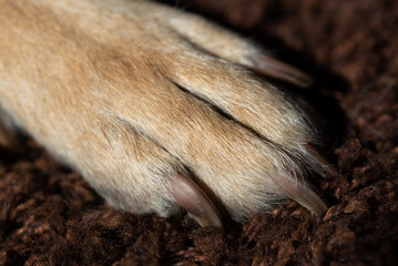 Close up of a large dog's paw resting on a brown carpet. The fur and the long claws can be seen.