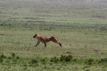Lioness jumping high, chasing a warthog, that is called savana express in Kenya