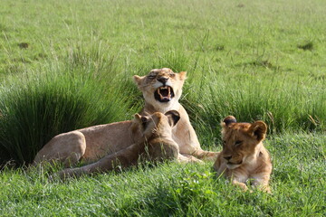 Lioness with her two cubs resting on green grass, growling at one of the cubs