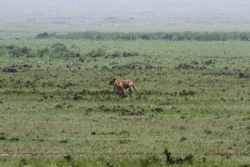 Lioness jumping high, chasing a warthog, that is called savana express in Kenya