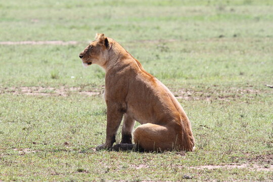 Lioness breathless after an unsucessful chase of a warthog