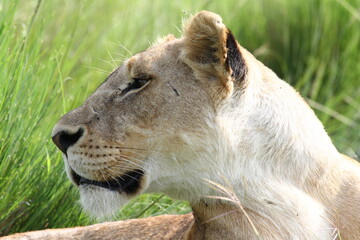 Portrait of a lioness looking left, stalking for prey. Profile view closeup