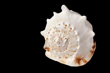 Beautiful sea shell isolated on black background