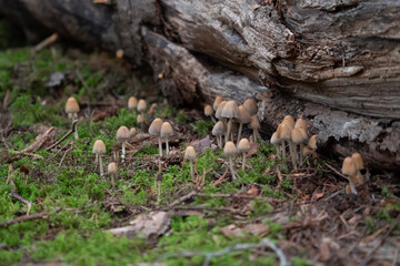 Mushrooms by a fallen tree 