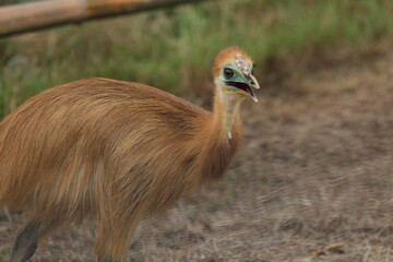 cassowary chick. The amazing Cassowary from Indonesia
