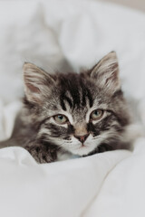 a cute gray kitten is lying next to a bed with white cotton bedding. Pets at home