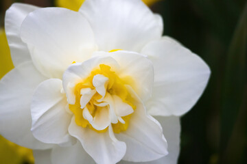 Fototapeta na wymiar Yellow and white daffodil