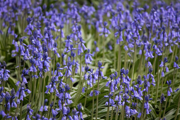 Blue flowers in a field