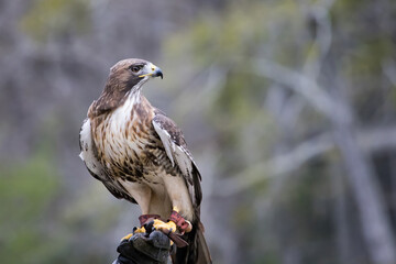 Red Tailed Hawk outdoors in nature