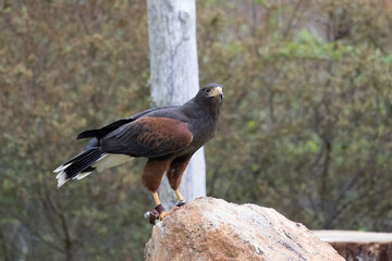 Coopers Hawk outdoors