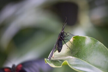 Butterfly on a plant