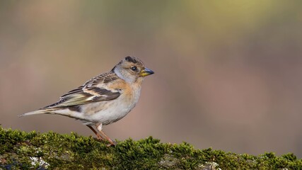 Brambling (Fringilla montifringilla) female sitting on a stump in moss.