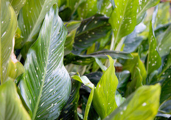 Green Leaf Background Natural Close up : Dieffenbachia picta barraquiniana