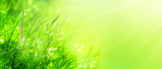 closeup of flowering grasses in an idyllic sunny green meadow on abstract blurred background with...