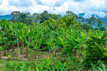 Fototapeta na wymiar banana plantation on a farm in nature