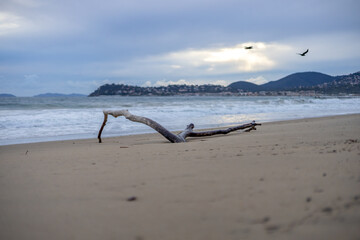 Driftwood on beach, Cavalier sur mer in winter, France
