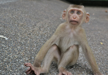 Thailand monkey in park