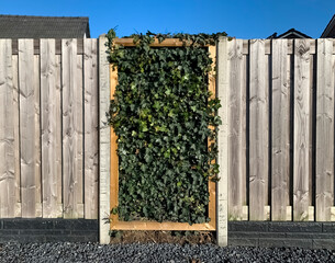 Modern fence design close-up. Beautiful combined fence of wood planks with vertical gardening. A hedge of evergreen ivy (Hedera Helix) is not afraid of frost and remains green down to -25 degrees