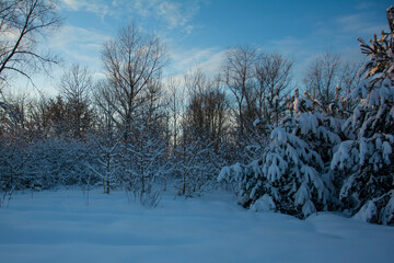 Beautiful fir trees with snow on the branches. A winter forest clearing under a blue sky with shades of sunset. Evening winter day.

