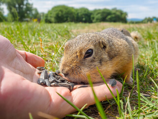 A gopher is eating sunflower seeds on the human's hand in a grassy meadow. Selective focus.
