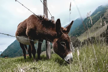 Fotobehang donkey in the mountains © Joseph