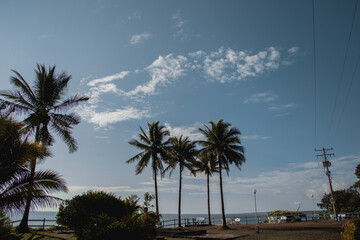 Obraz premium palm trees on the beach