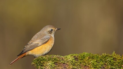 Common Redstart (Phoenicurus phoenicurus) siting on a moss.