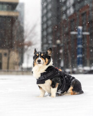 Tri-colored Pembroke Welsh Corgi sitting in a wintery park as snow falls. Toronto, Ontario