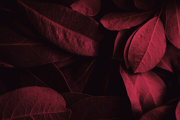 Viva magenta color background. Close up of daphne leaves. Viva magenta leaves background. Color of the year. Selective focus