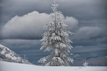 
Snow-white spruce in fluffy hoarfrost on a cliff in the mountains with a view of the mountains and misty clouds below.
