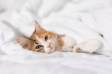 a cute tricolor kitten sleeps at home in a bed with white linens. Pets and the comfort of home