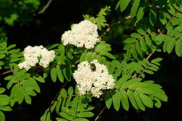 Vogelbeerbaum, Eberesche mit Gemeiner Rosenkäfer, Goldglänzender Rosenkäfer	