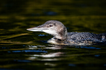 Juvenile common loon resting at the surface of a lake